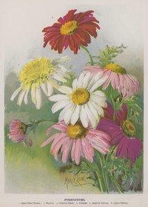 除虫菊 作： Unbekannt Unbekannt